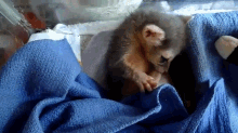 Baby Ringtail Cat Waking Up GIF - Baby Ringtailcat Cute GIFs
