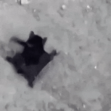 Bat Bat Crawling GIF