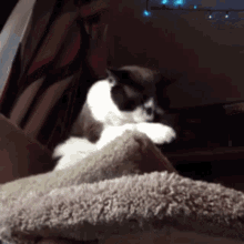 Muffin Cat GIF - Muffin Cat Lick Paws GIFs