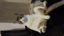 Chat Cat GIF - Chat Cat Lol GIFs
