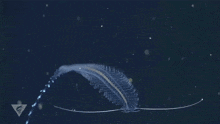 Tomopteris Gossamer Worm GIF - Tomopteris Gossamer Worm Submarinealien GIFs
