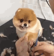 Pomeranian Grooming GIF - Pomeranian Grooming Puppy GIFs
