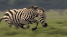 cheetah zebra
