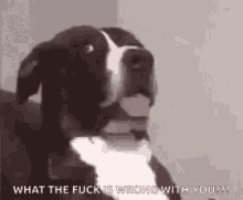 Dog Whats Wrong With You GIF - Dog Whats Wrong With You What You Say GIFs