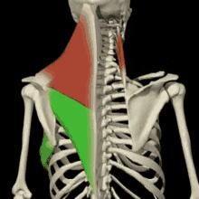 Trapezio Skeleton GIF - Trapezio Skeleton Bone GIFs