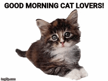 Cat Lover Good Morning GIF - Cat Lover Good Morning GIFs