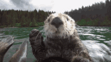 Otter Boop GIF - Otter Boop Zoom In GIFs
