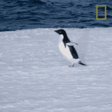 Im Coming National Geographic GIF
