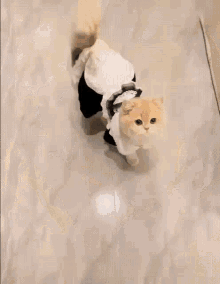 Cat Maid GIF - Cat Maid GIFs