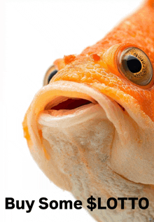 a close up of a fish with the words buy some $ lotto written below it