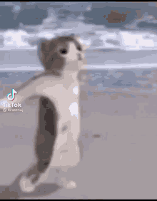 Dance Cat Dance GIF - Dance Cat Dance GIFs