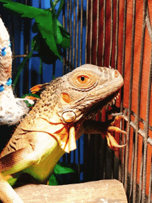 Red Iguana Iguana GIF - Red Iguana Iguana Reptile Keepers GIFs