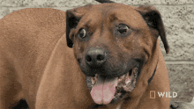 Tongue Out National Geographic GIF - Tongue Out National Geographic Building A Fearful Dogs Confidence GIFs