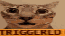 Triggered Cat GIF - Triggered Trigger Cat GIFs