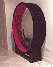 Cats Two Types Of People GIF - Cats Two Types Of People Exercise GIFs