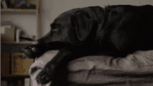 Black Labrador Chill GIF - Black Labrador Chill Waiting GIFs