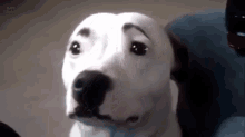 Dogs With Eyebrows GIF