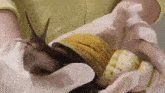 a person is holding a snail in their hands while wearing gloves .