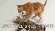 two cats are playing with each other on the floor and one of them is asking if the other is still breathing .