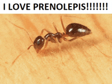 Ants Prenolepis GIF