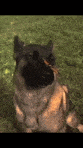 Dog With Butterfly GIF