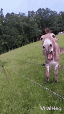 Donkey Viralhog GIF