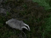 Wtf Nope GIF - Wtf Nope Funny Animals GIFs