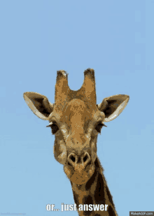 just answer giraffe wink