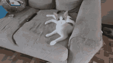 Cat Inspect GIF - Cat Inspect Sniff GIFs