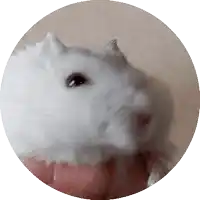 a close up of a hamster 's face in a circle