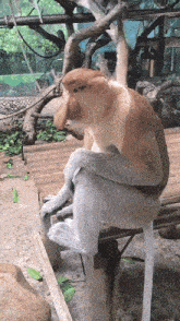 a monkey with a long nose sits on a wooden bench