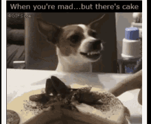 Mad Dog GIF - Mad Dog When Youre Mad But Theres Cake GIFs