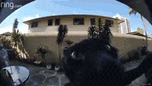 Black Cat Snoot GIF - Black Cat Black Cat GIFs