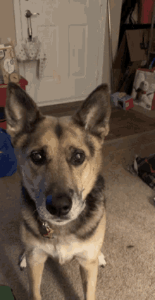 Excited Dog GIF - Excited Dog Cute GIFs