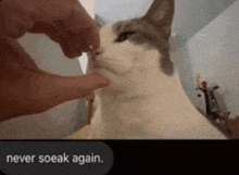 a person is touching a cat 's nose with their finger and the caption says never soek again .