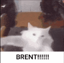 Brent Cat GIF - Brent Cat Dance GIFs