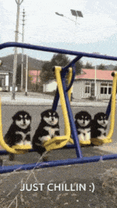 four husky puppies are sitting on a swing set and the caption says just chillin :)