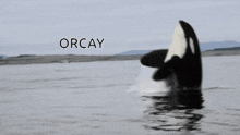Orca Okay GIF