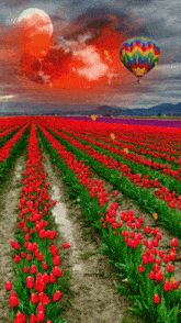 поле цветы GIF - поле цветы тюльпаны GIFs