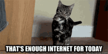 Cat Kitten GIF - Cat Kitten Internet GIFs