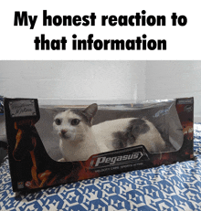 a cat in a box that says pegasus