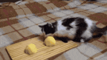 Cat Eating Potato GIF - Cat Eating Potato GIFs