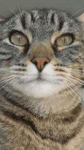a close up of a cat 's face with a red nose looking at the camera