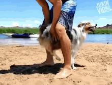 Shake That Booty Wiggle Wiggle GIF - Shake That Booty Wiggle Wiggle Dancing Dog GIFs