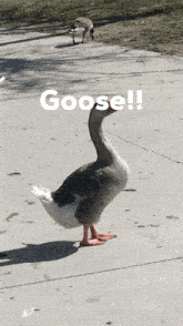 Domestic Greylag X Domestic Swan Goose Alondra Park GIF - Domestic Greylag X Domestic Swan Goose Alondra Park GIFs
