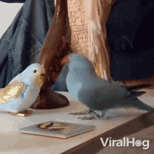 Excited Parrot Viralhog GIF - Excited Parrot Viralhog A Parrot Flirting GIFs