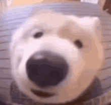 Doge Cute GIF - Doge Cute Wholesome GIFs