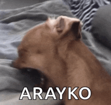 a brown dog laying on a bed with the word arayko written in white