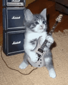 cat cute kitty sassy guitar