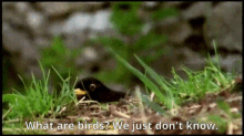 What Are Birds Birds GIF - What Are Birds Birds Look Around You GIFs